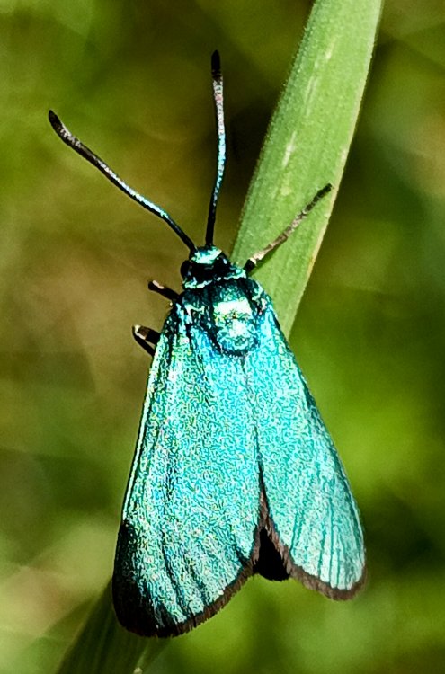 Adscita mannii