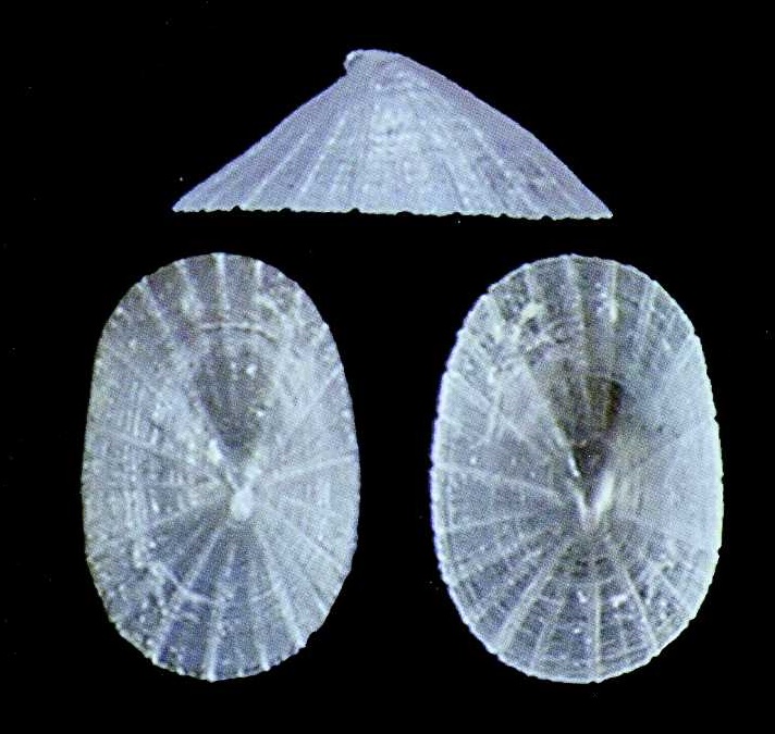 Coccopigya punctoradiata