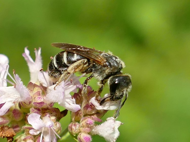 Halictus quadricinctus - ploskočelka čtyřpásá