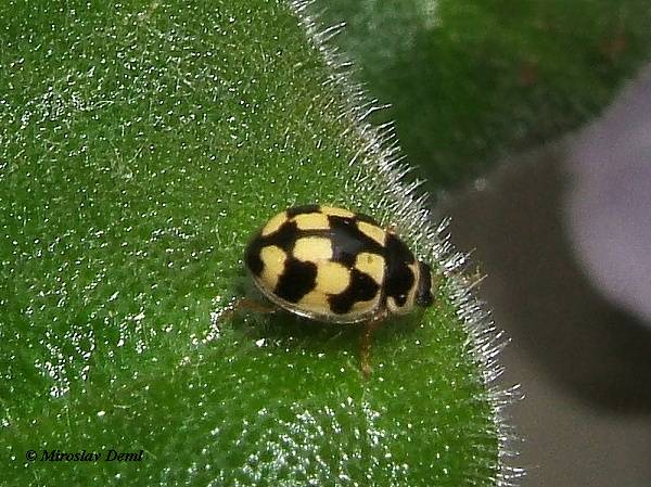 Propylea quatuordecimpunctata var. frivaldskyi - slunéčko čtrnáctitečné