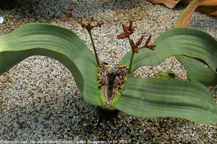 Welwitschia mirabilis - welwitschie podivná