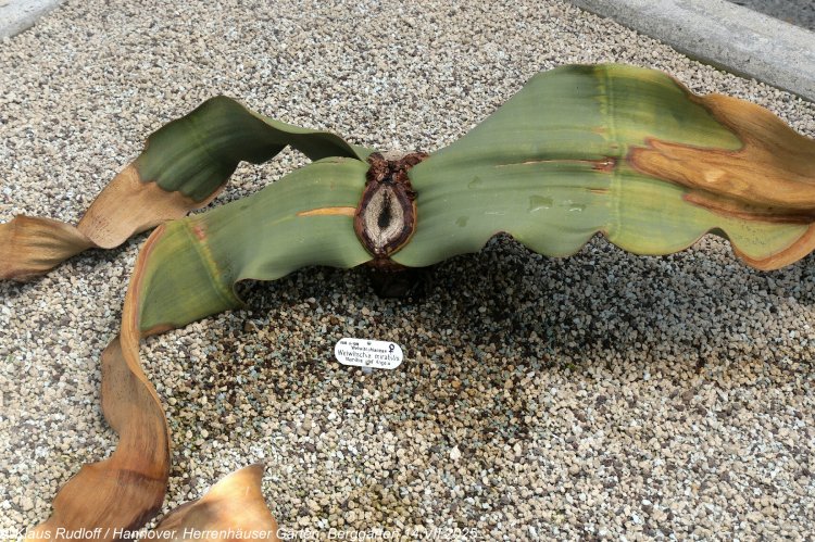 Welwitschia mirabilis - welwitschie podivná