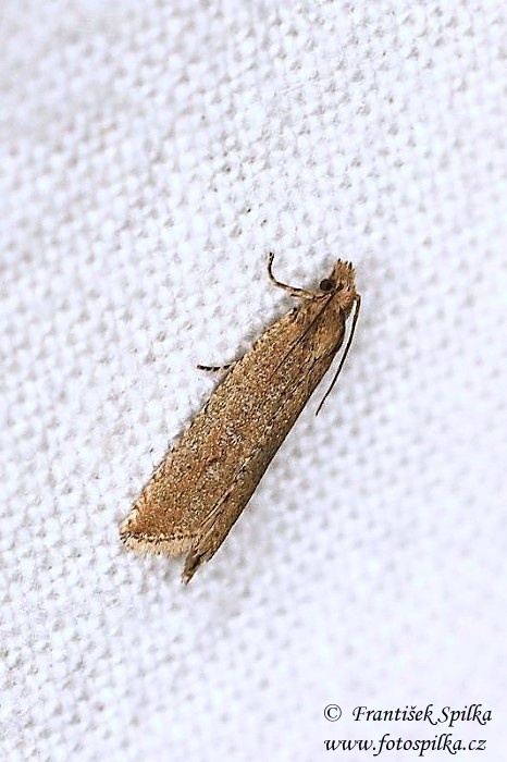 Celypha rufana