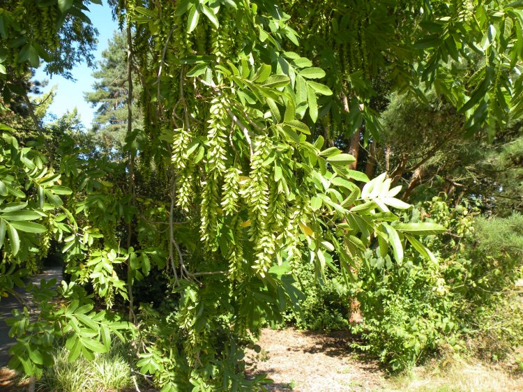 Pterocarya stenoptera - lapina úzkokřídlá