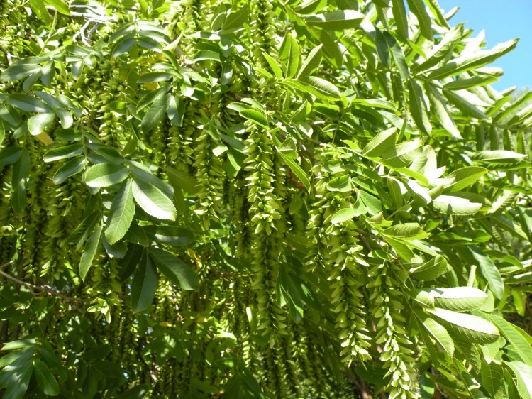 Pterocarya stenoptera - lapina úzkokřídlá