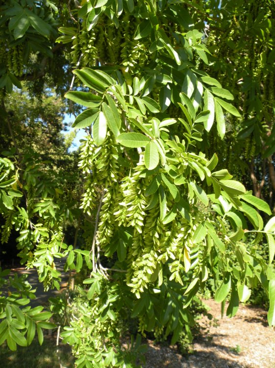 Pterocarya stenoptera - lapina úzkokřídlá