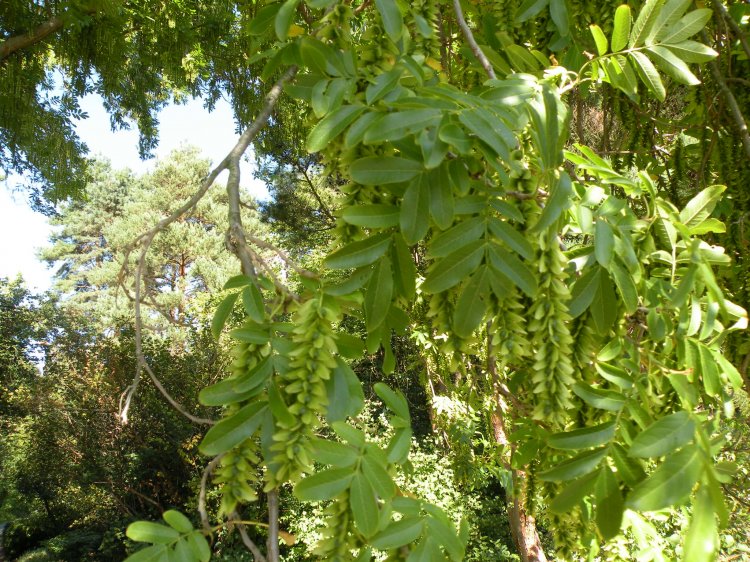 Pterocarya stenoptera - lapina úzkokřídlá