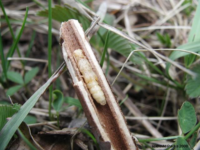 Oberea histrionis