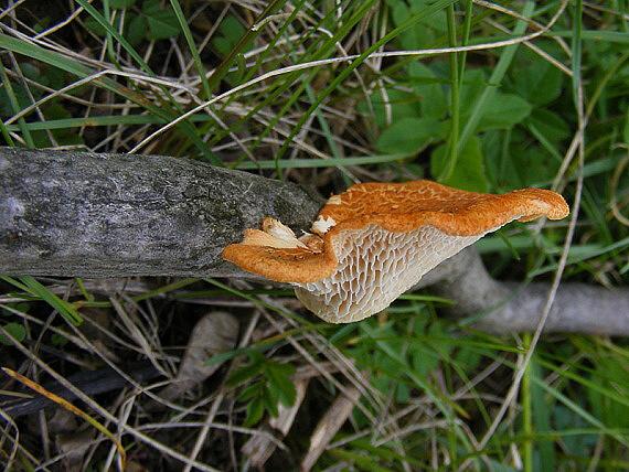 Neofavolus alveolaris - choroš voštinovitý