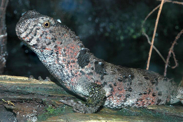 Shinisaurus crocodilurus - krokodýlovec čínský