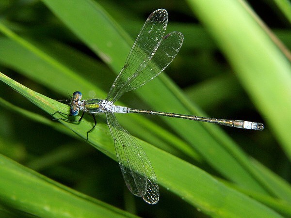 Lestes sponsa - šídlatka páskovaná