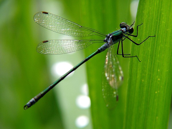 Lestes sponsa - šídlatka páskovaná