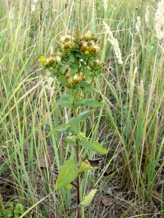 Inula conyzae - oman hnidák