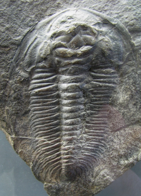 Rejkocephalus rotundatus