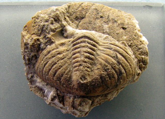Metacalymene tenera