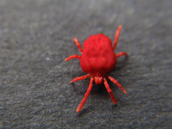Trombidium - sametka