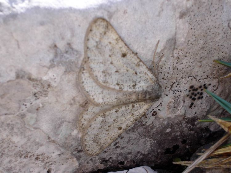 Elophos operaria - šerokřídlec alpínský
