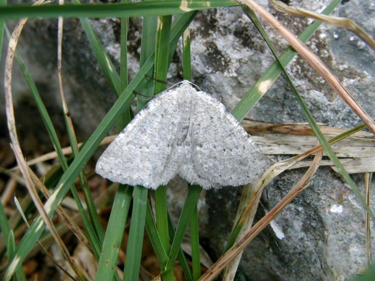 Charissa pullata - šerokřídlec tymiánový