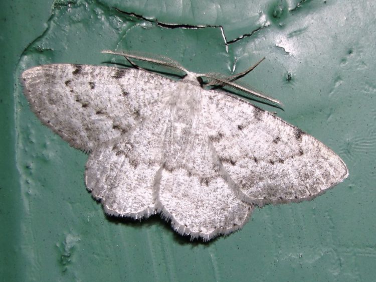 Elophos dilucidaria - šerokřídlec květelový