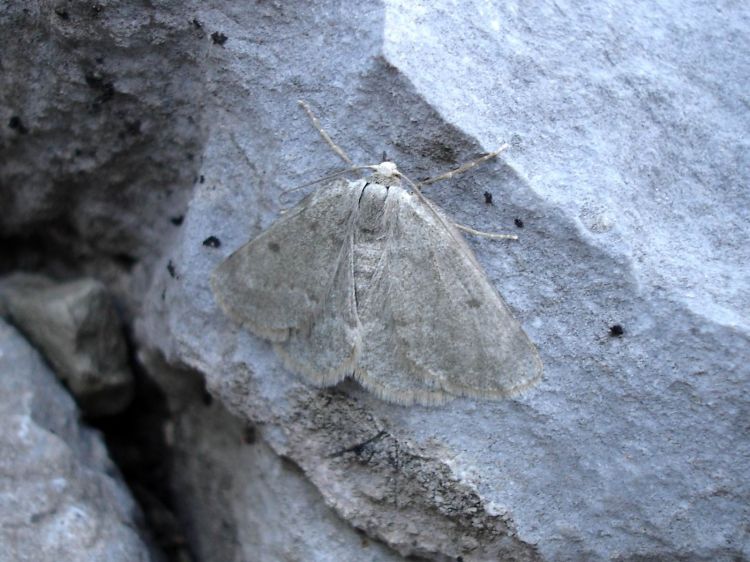 Elophos zelleraria