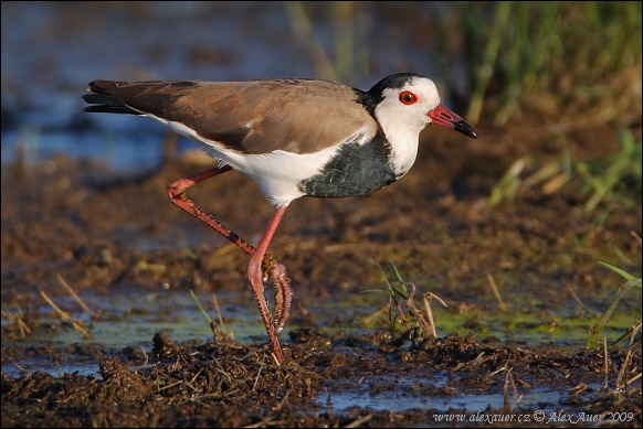 Vanellus crassirostris - Long-toed Lapwing