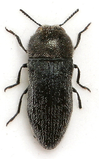 Acmaeoderella coarctata seminata