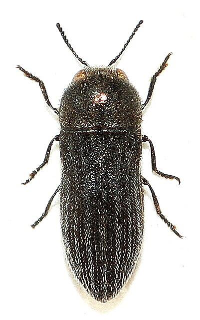 Acmaeoderella coarctata coarctata
