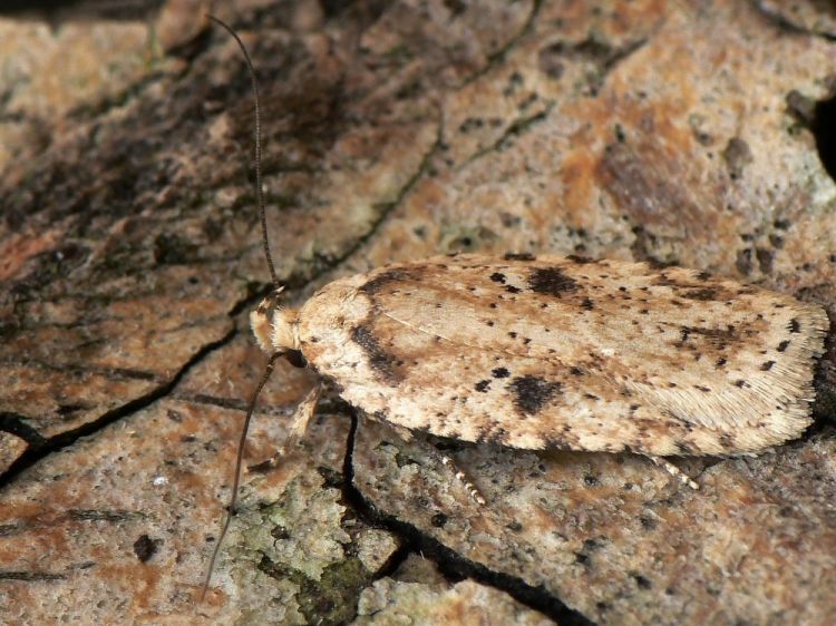Agonopterix arenella - Brindled Flat-body