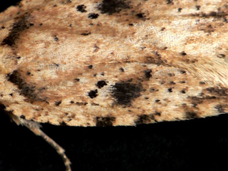 Agonopterix arenella - Brindled Flat-body