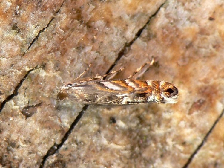 Phyllonorycter robiniella - klíněnka akátová