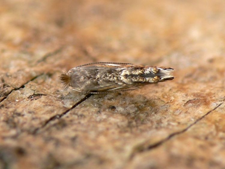 Phyllonorycter robiniella - klíněnka akátová