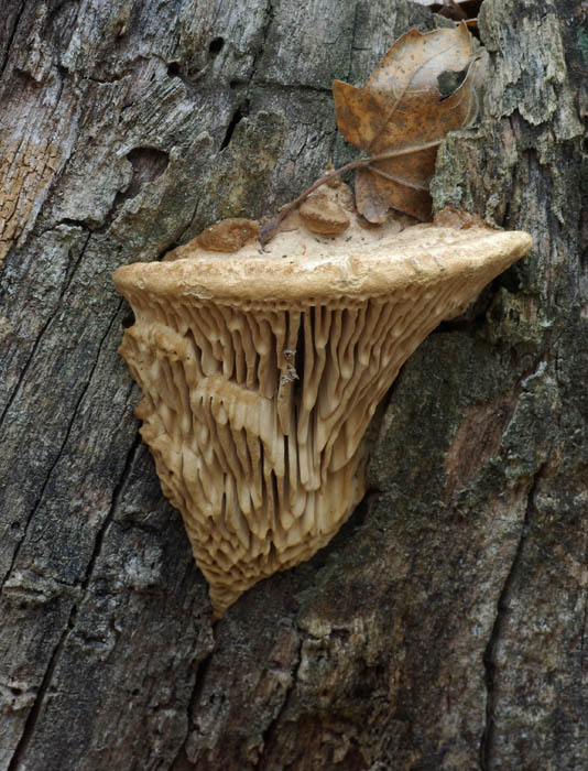 Daedalea quercina - Oak Mazegill