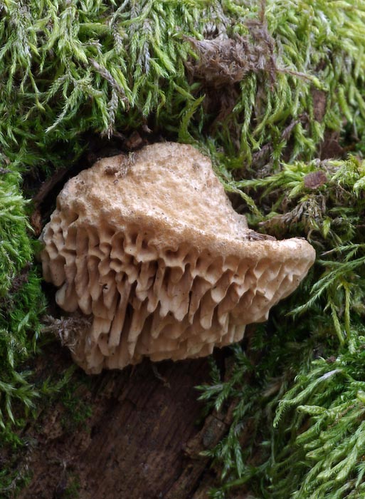 Daedalea quercina - Oak Mazegill
