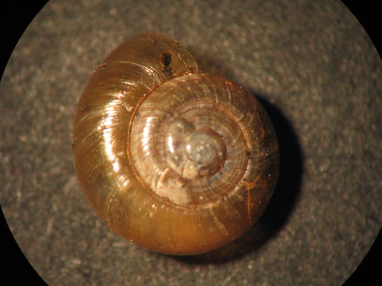Zonitoides arboreus - Orchid Snail