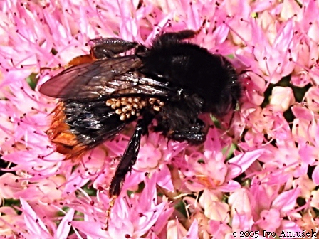Parasitellus fucorum - savenka čmeláková