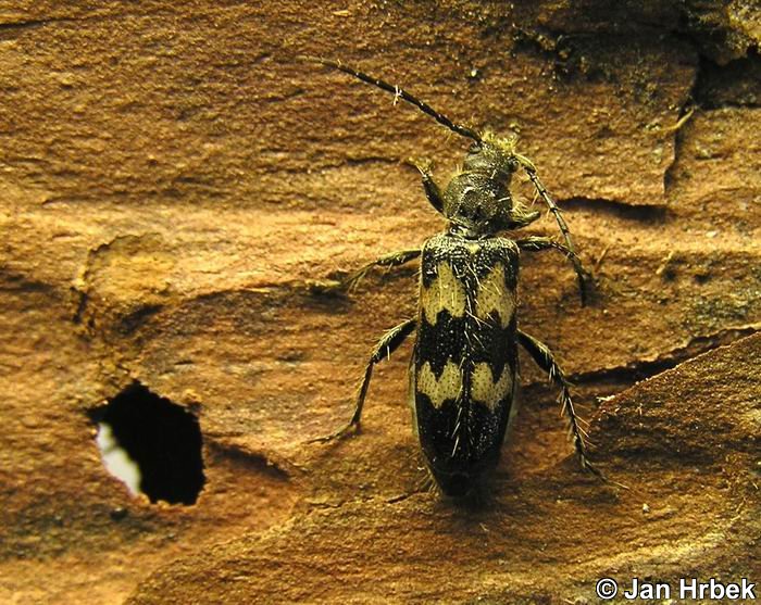 Semanotus undatus
