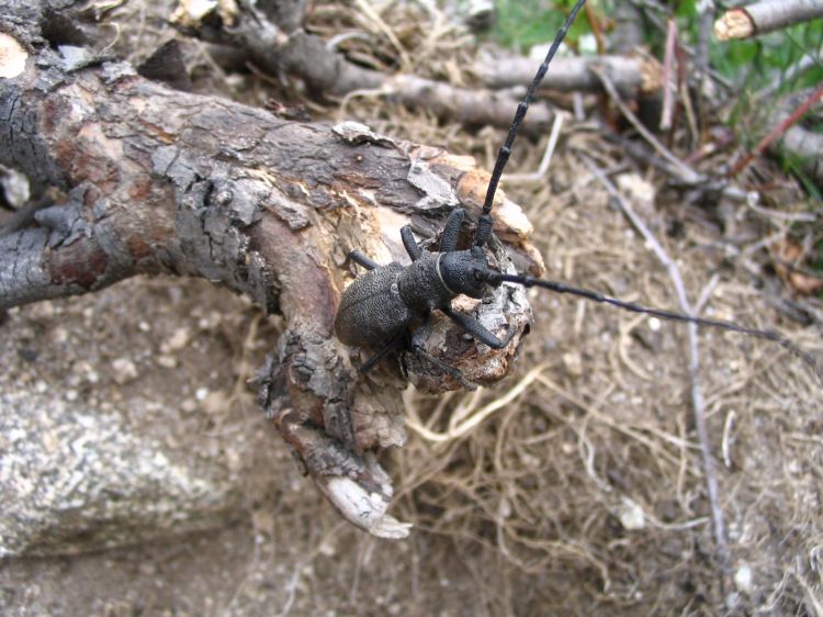 Morimus asper asper