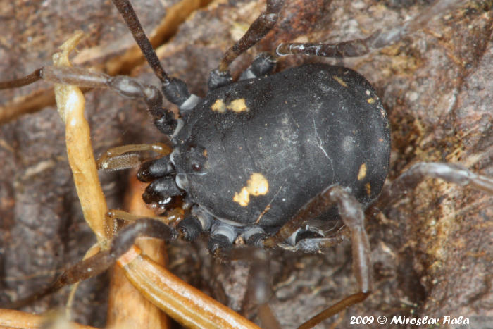 Paranemastoma quadripunctatum