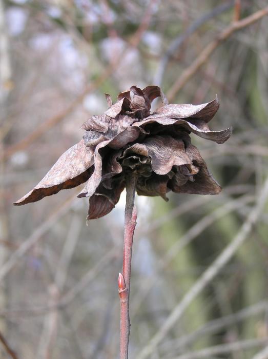 Rabdophaga strobilina