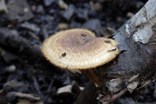 Lentinus arcularius - choroš plástvový