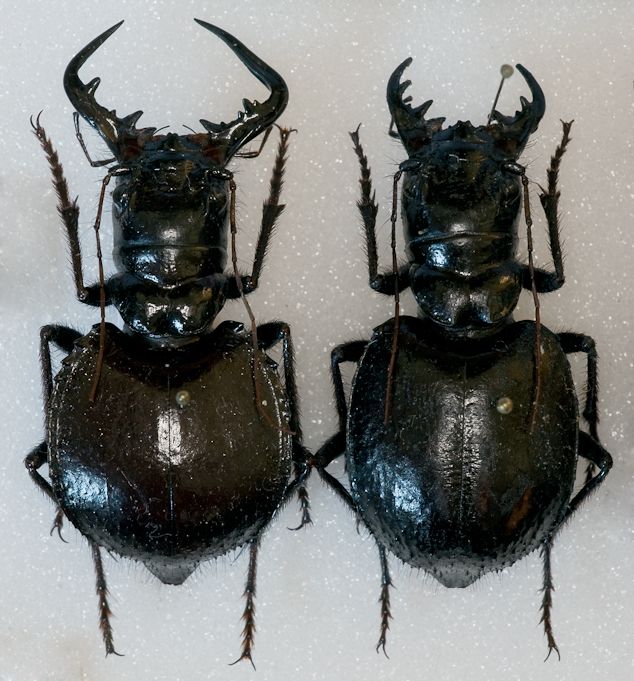 Manticora gruti