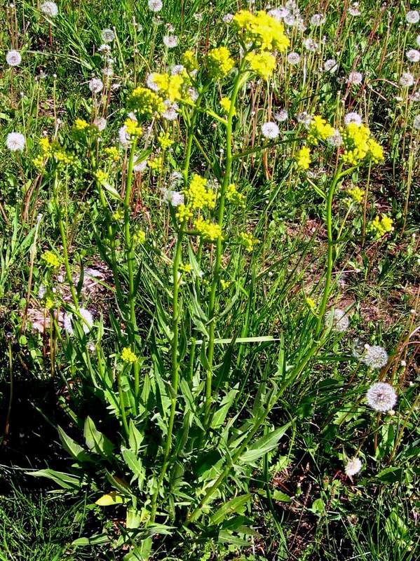 Bunias orientalis - rukevník východní