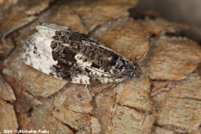 Apotomis turbidana