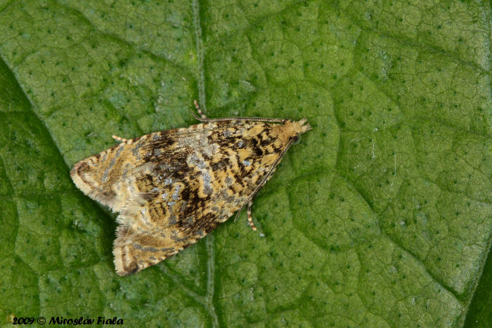 Syricoris lacunana - obaleč jahodníkový