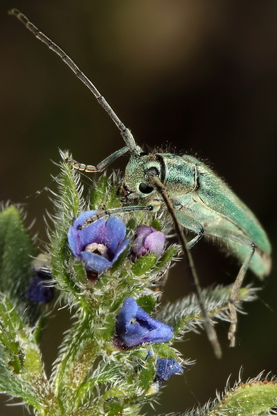 Phytoecia caerulescens caerulescens - kozlíček kovolesklý