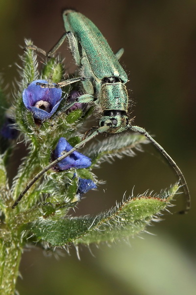 Phytoecia caerulescens caerulescens - kozlíček kovolesklý
