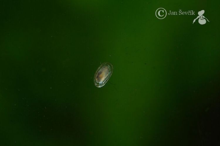 Pettancylus clessinianus - Wautier's Limpet