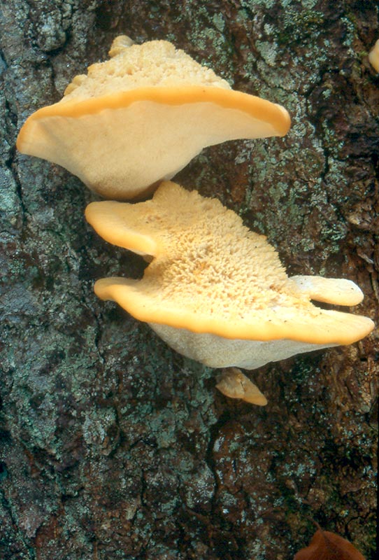 Climacocystis borealis
