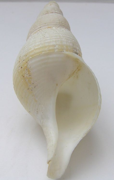 Colus islandicus