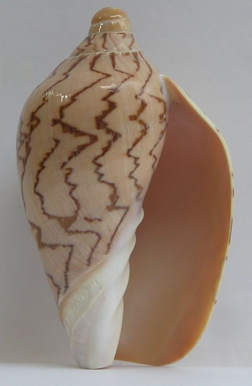 Cymbiola nobilis - voluta těžká